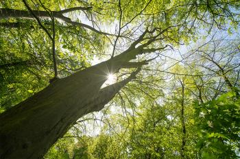 Banner großer Baum im Sonnenlicht als Textilbanner oder PVC-Banner