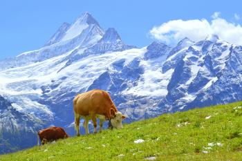 Banner Kühe in den Alpen der Schweiz als Textilbanner oder PVC-Banner für Schaufenster, Hochzeiten etc.