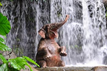 Banner ein Elefant badet unter einem Wasserfalls als Textilbanner oder PVC-Banner für Partys etc.