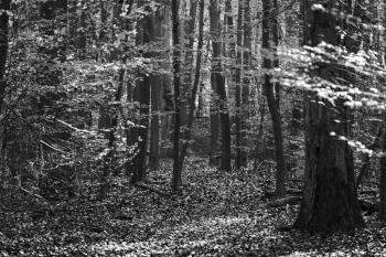 Banner Waldmotiv in Schwarz-Weiß als Textilbanner oder PVC-Banner