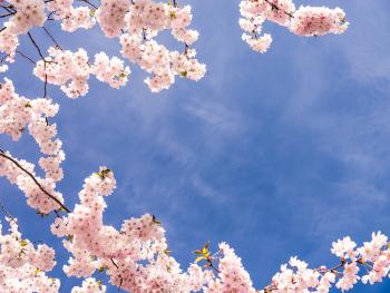 Banner Kirschblüte im Frühling als Textilbanner oder PVC-Banner