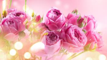 Banner pinke Rosen und Pastellfarben I Online bestellen!