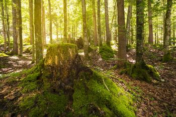 Banner Baumstumpf in einem lichterfüllten Wald als Textilbanner oder PVC-Banner