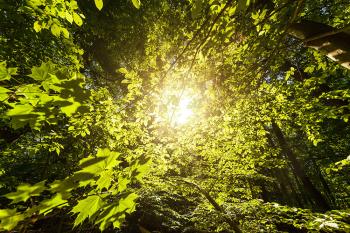 Banner Sonnenlicht im Wald als Textilbanner oder PVC-Banner für Schaufenster, Messen etc.