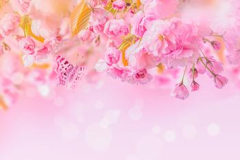Fotobox-Hintergrund blühende Kirschblüte (Sakura) z.B. als Fotobox-Hintergrund für Hochzeiten